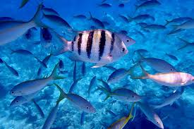 Image result for Looe Diving Club