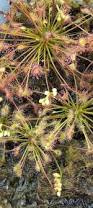 Attēlu rezultāti vaicājumam “Drosera intermedia”