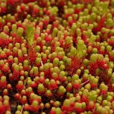 Image result for Mauerpfeffer