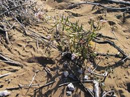 Attēlu rezultāti vaicājumam “Cakile maritima subsp. baltica”