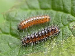 Attēlu rezultāti vaicājumam “Arctia caja larva”