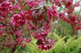 Attēlu rezultāti vaicājumam “Malus purpurea”