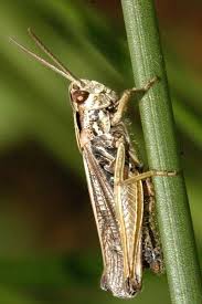 Attēlu rezultāti vaicājumam “Omocestus viridulus”