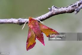 Attēlu rezultāti vaicājumam “Deilephila porcellus”