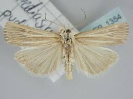 Attēlu rezultāti vaicājumam “Pediasia fascelinella”