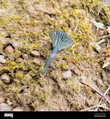 Attēlu rezultāti vaicājumam “Arrhenia spatulata”