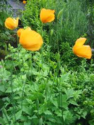 Image result for Meconopsis cambrica