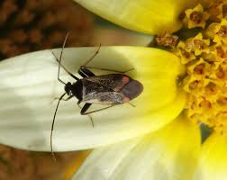 Attēlu rezultāti vaicājumam “Adelphocoris seticornis”