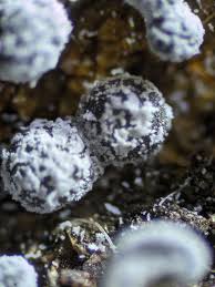 Attēlu rezultāti vaicājumam “Didymium verrucisporum spores”