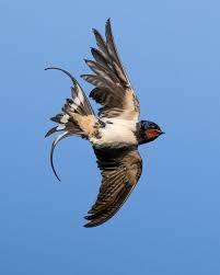 Attēlu rezultāti vaicājumam “Hirundo rustica adult”