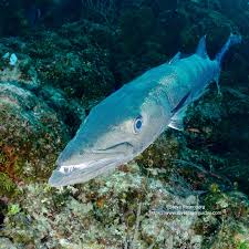 Image result for Sphyraena barracuda