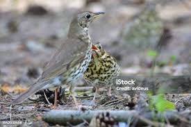 Attēlu rezultāti vaicājumam “Turdus philomelos juvenile”
