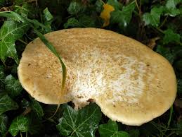 Attēlu rezultāti vaicājumam “Polyporus tuberaster”