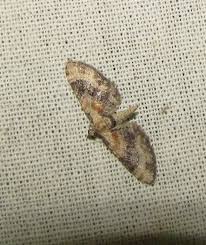 Attēlu rezultāti vaicājumam “Eupithecia linariata”