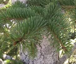 Attēlu rezultāti vaicājumam “Picea abies male flower”