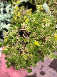 Attēlu rezultāti vaicājumam “Sedum sexangulare flower”