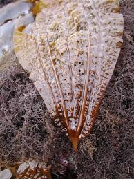 Attēlu rezultāti vaicājumam “Cribraria costata stalked”