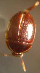 Attēlu rezultāti vaicājumam “Anisotoma humeralis”