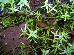 Attēlu rezultāti vaicājumam “Callitriche cophocarpa”