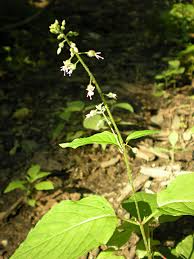 Attēlu rezultāti vaicājumam “Circaea lutetiana”