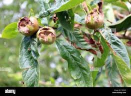 Attēlu rezultāti vaicājumam “Mespilus germanica fruit”