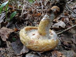 Attēlu rezultāti vaicājumam “Lactarius repraesentaneus”