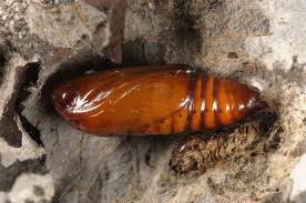 Attēlu rezultāti vaicājumam “Agrochola helvola imago”