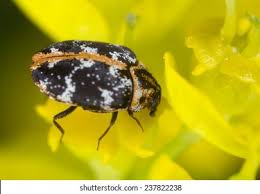 Attēlu rezultāti vaicājumam “Anthrenus scrophulariae”