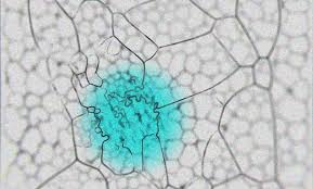 Attēlu rezultāti vaicājumam “Physarum penetrale macro”