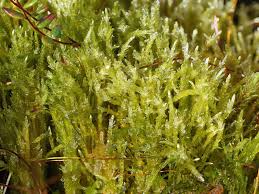 Attēlu rezultāti vaicājumam “Calliergon giganteum”