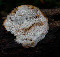 Attēlu rezultāti vaicājumam “Postia fragilis”