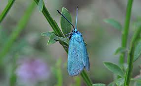 Attēlu rezultāti vaicājumam “Adscita statices”