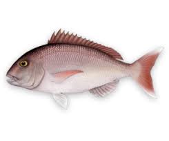 Image result for Pagellus bogaraveo