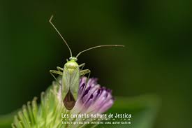 Attēlu rezultāti vaicājumam “Adelphocoris quadripunctatus”