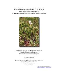 Attēlu rezultāti vaicājumam “Eriophorum gracile fruit”