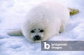 Image result for Pagophilus groenlandicus