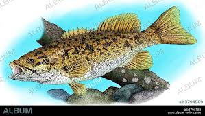 Image result for Micropterus dolomieu