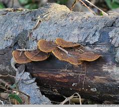 Attēlu rezultāti vaicājumam “Gloeophyllum abietinum”