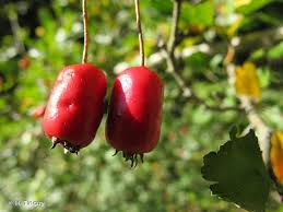Attēlu rezultāti vaicājumam “Crataegus x macrocarpa fruit”