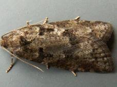 Attēlu rezultāti vaicājumam “Eana incanana”