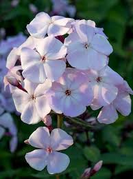 Image result for Phlox (großblumig)