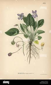 Attēlu rezultāti vaicājumam “Viola hirta”