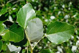 Attēlu rezultāti vaicājumam “Populus alba”