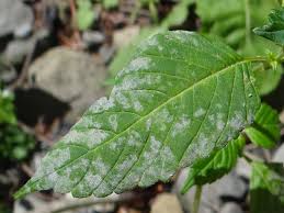 Attēlu rezultāti vaicājumam “Erysiphe galeopsidis”