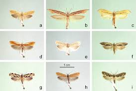 Attēlu rezultāti vaicājumam “Ypsolophidae”