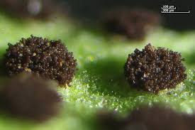 Attēlu rezultāti vaicājumam “Tranzschelia anemones”