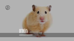 Image result for хомек