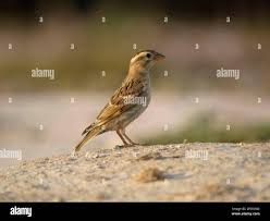 Image result for Petronia petronia