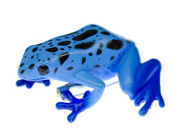 Image result for blauer baumsteiger