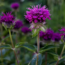 Image result for Monarda didyma
